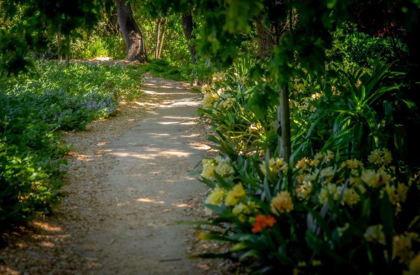 Mulched path winding through dappled woodland-edge planting at Beech Hanger