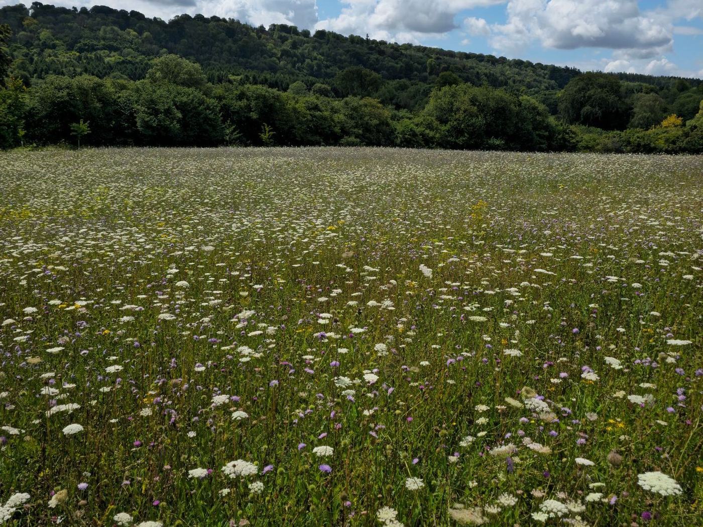 Wild carrot, knapweed and scabious flowering in the chalk meadow at Wendover