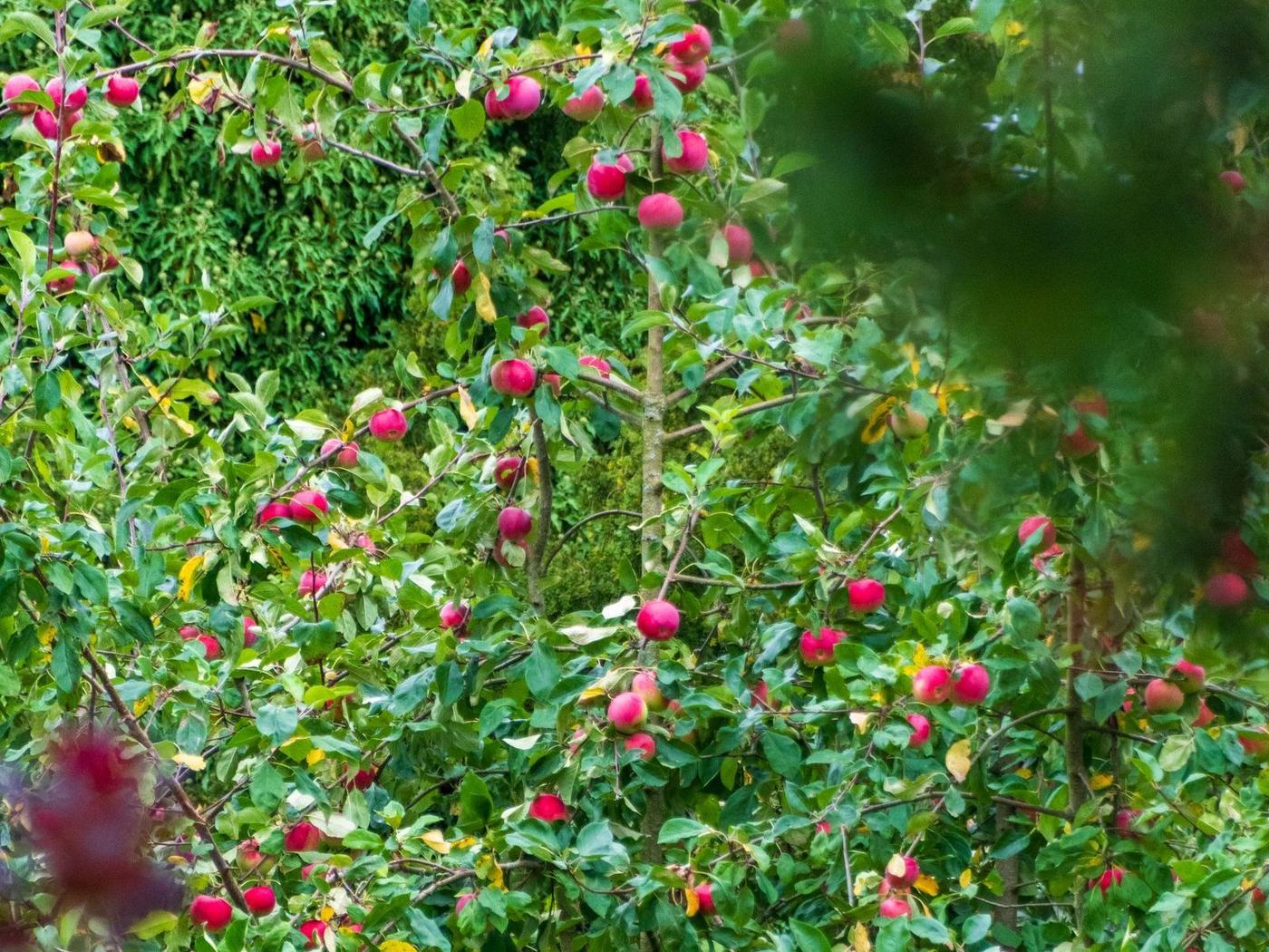 Apple trees heavy with fruit in the restored Victorian orchard at Orchard House